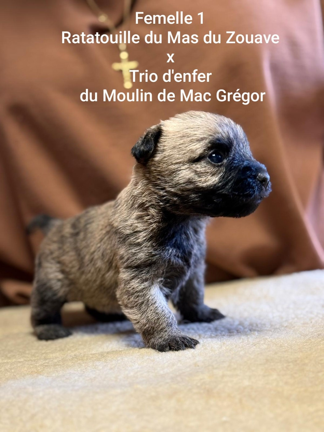 du mas du zouave - Chiots disponibles - Cairn Terrier