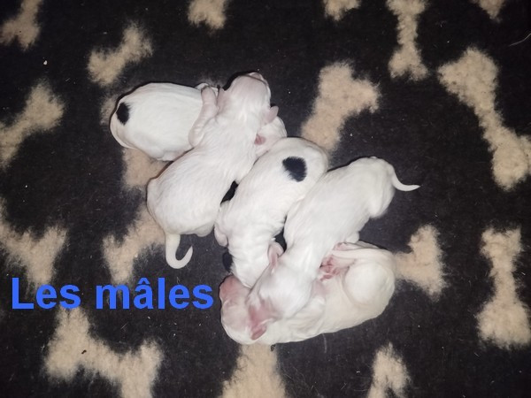 du mas du zouave - Setter Anglais - Portée née le 11/01/2026