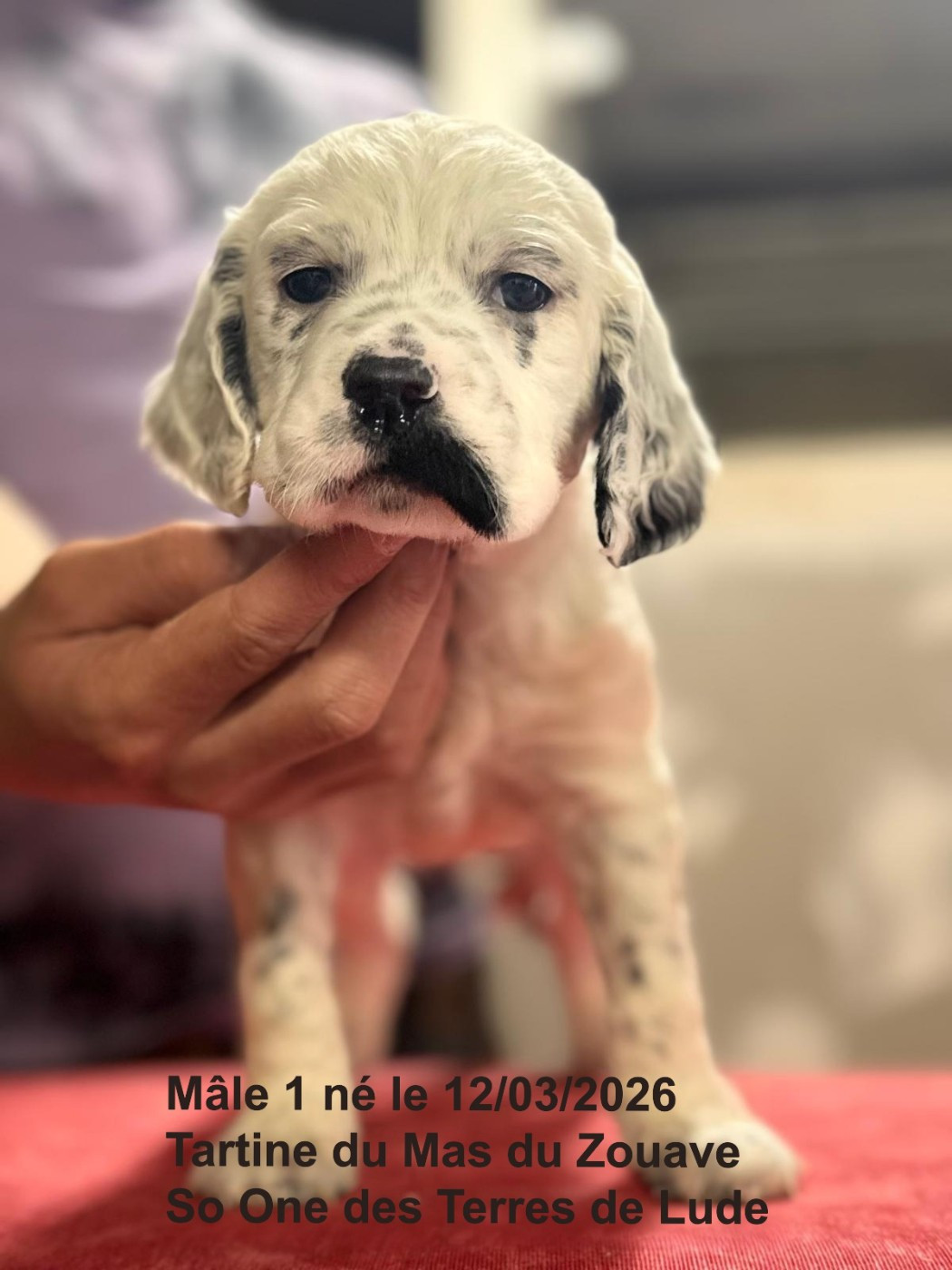 du mas du zouave - Chiots disponibles - Setter Anglais