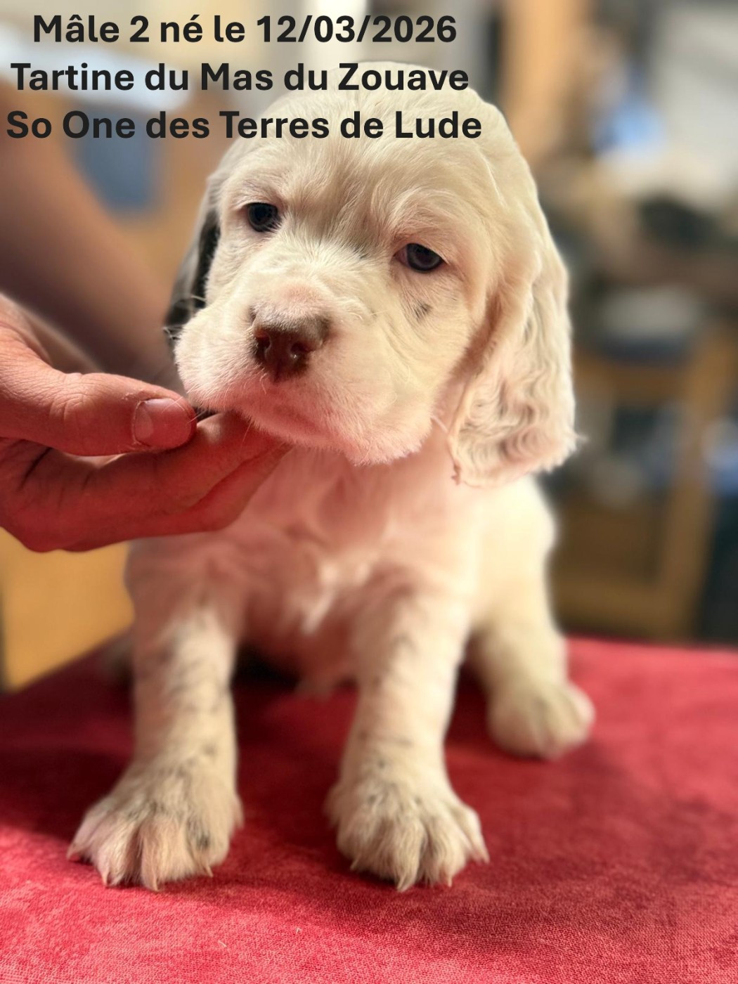 du mas du zouave - Chiots disponibles - Setter Anglais