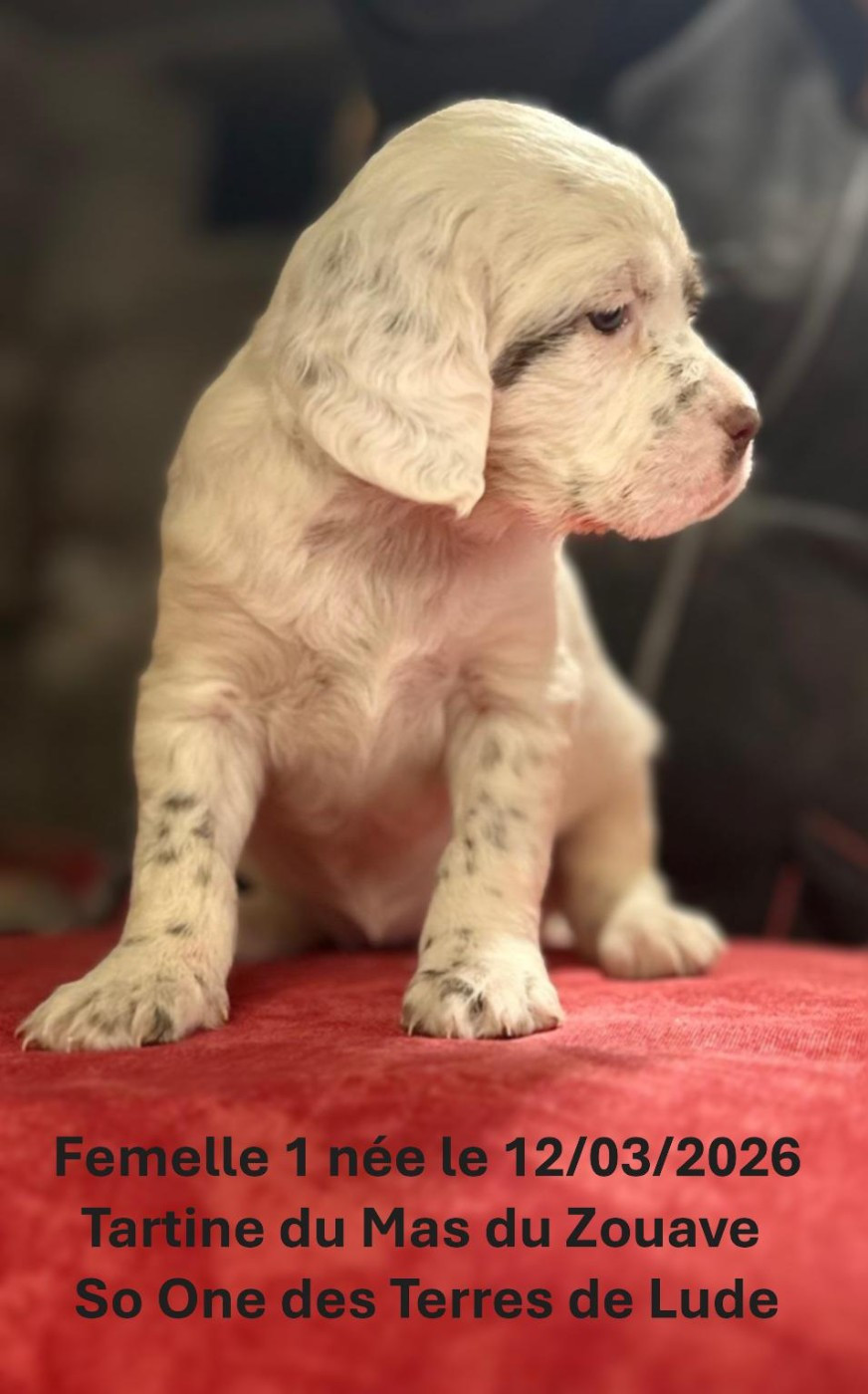 du mas du zouave - Chiots disponibles - Setter Anglais