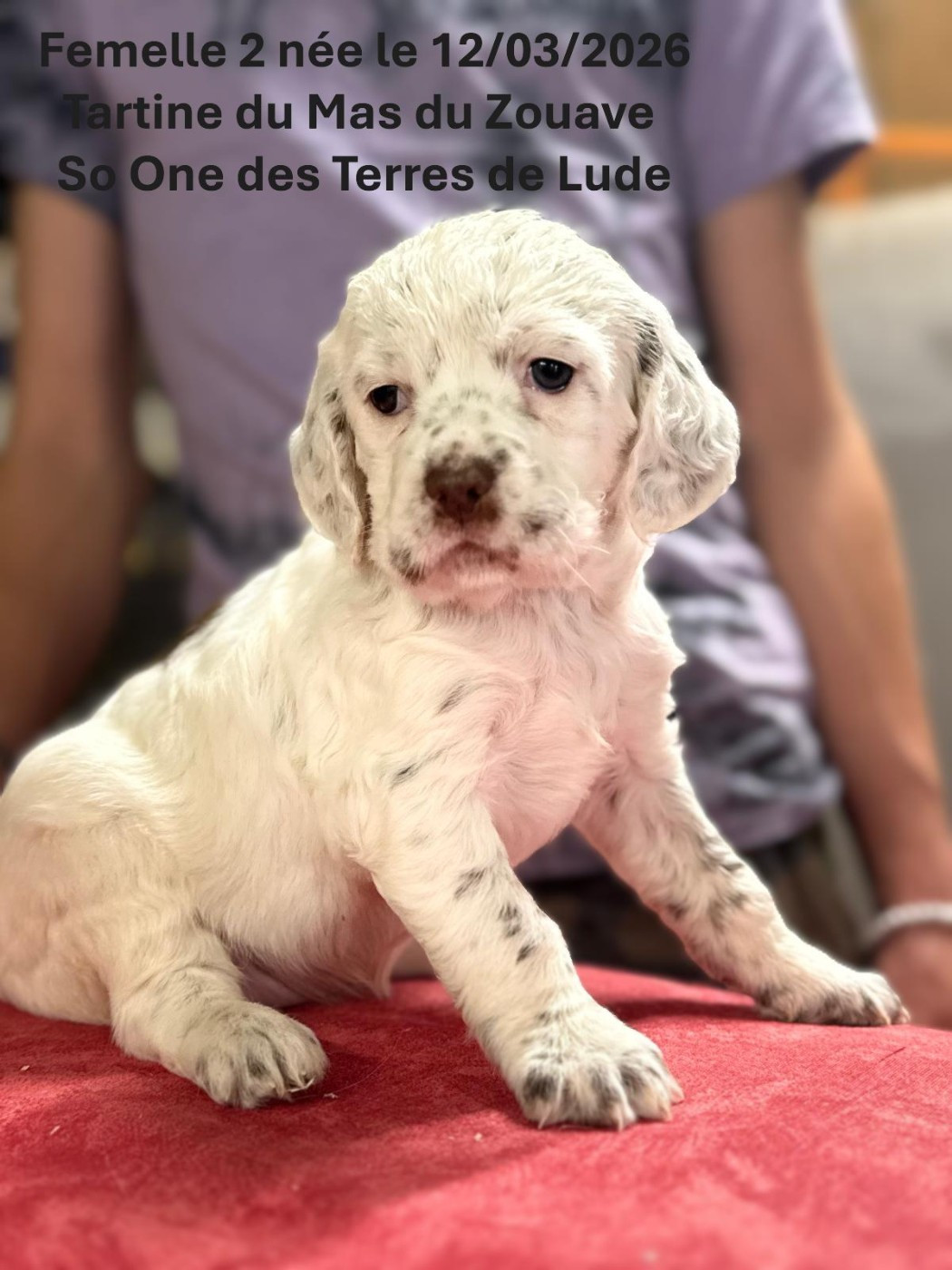 du mas du zouave - Chiots disponibles - Setter Anglais