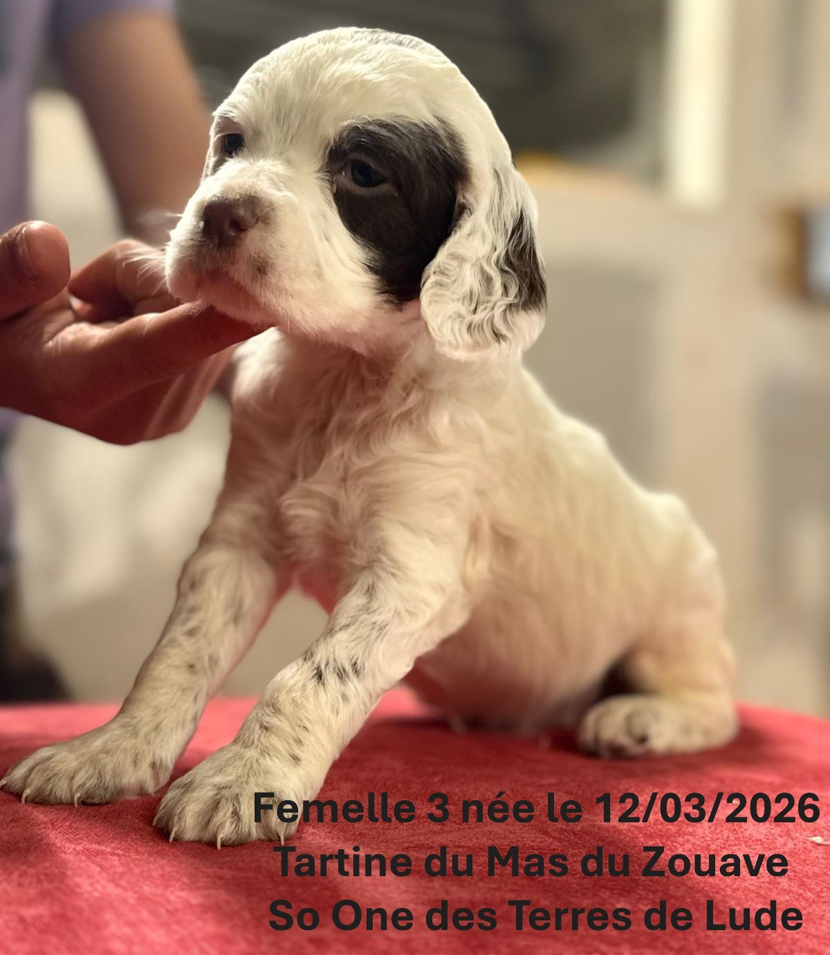 du mas du zouave - Chiots disponibles - Setter Anglais