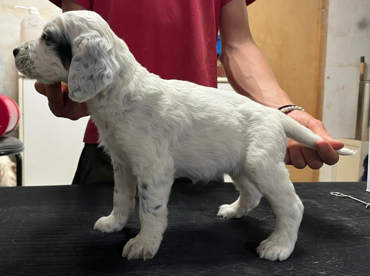 du mas du zouave - Chiots disponibles - Setter Anglais