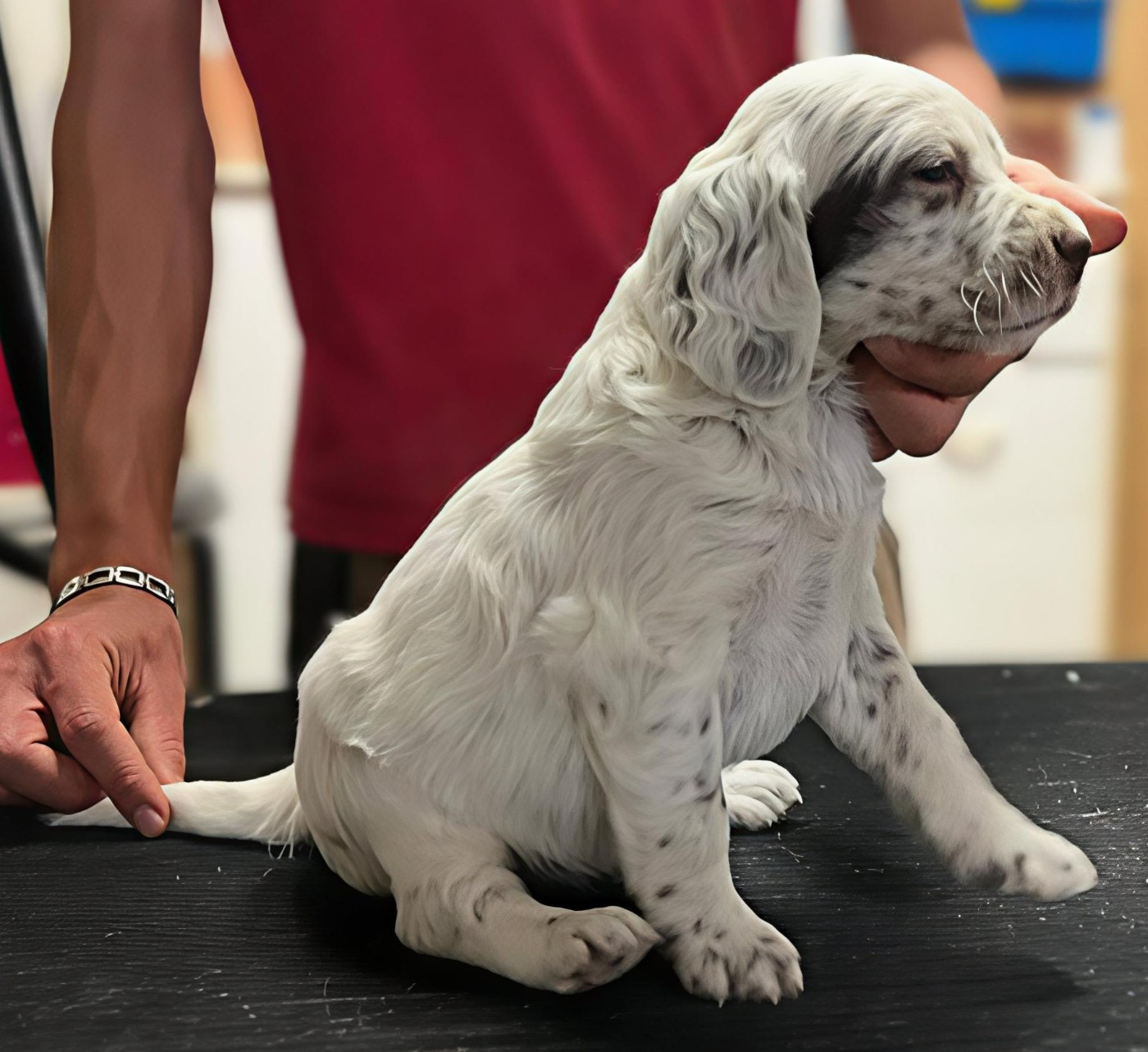 du mas du zouave - Chiots disponibles - Setter Anglais
