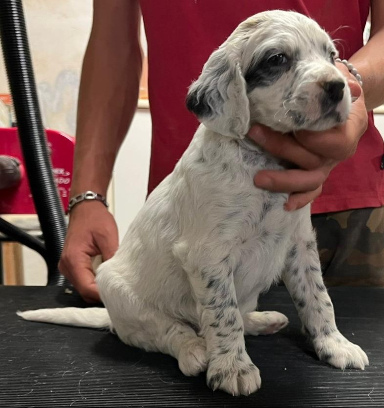 du mas du zouave - Chiots disponibles - Setter Anglais