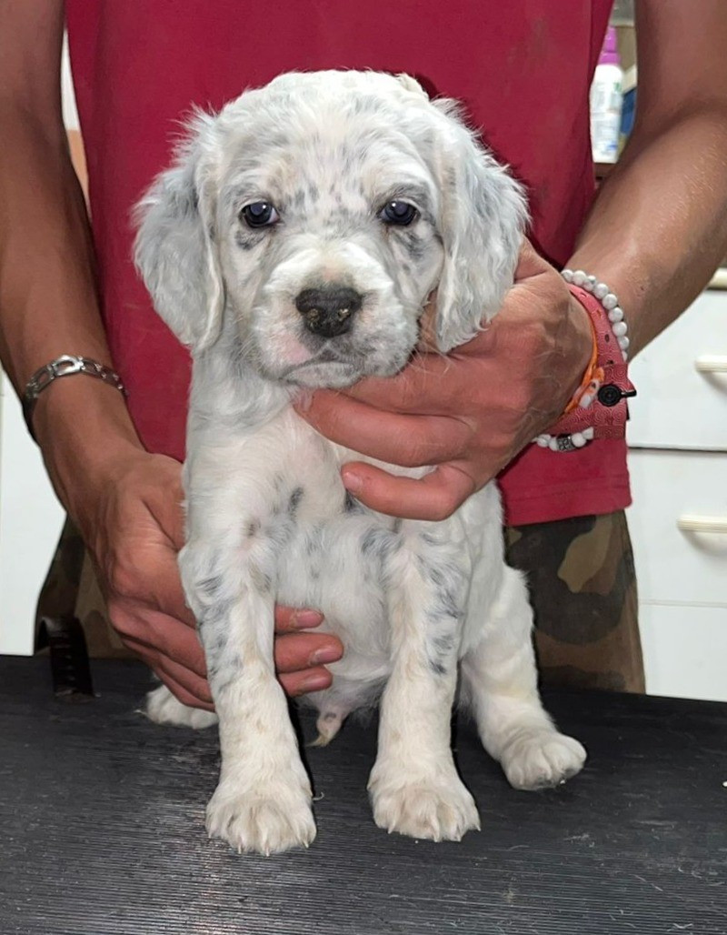 du mas du zouave - Chiots disponibles - Setter Anglais