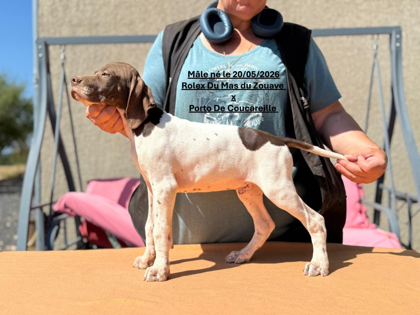 du mas du zouave - Chiots disponibles - Pointer