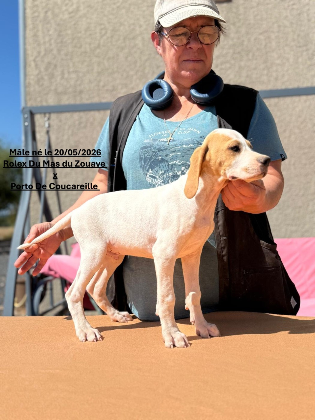 du mas du zouave - Chiots disponibles - Pointer