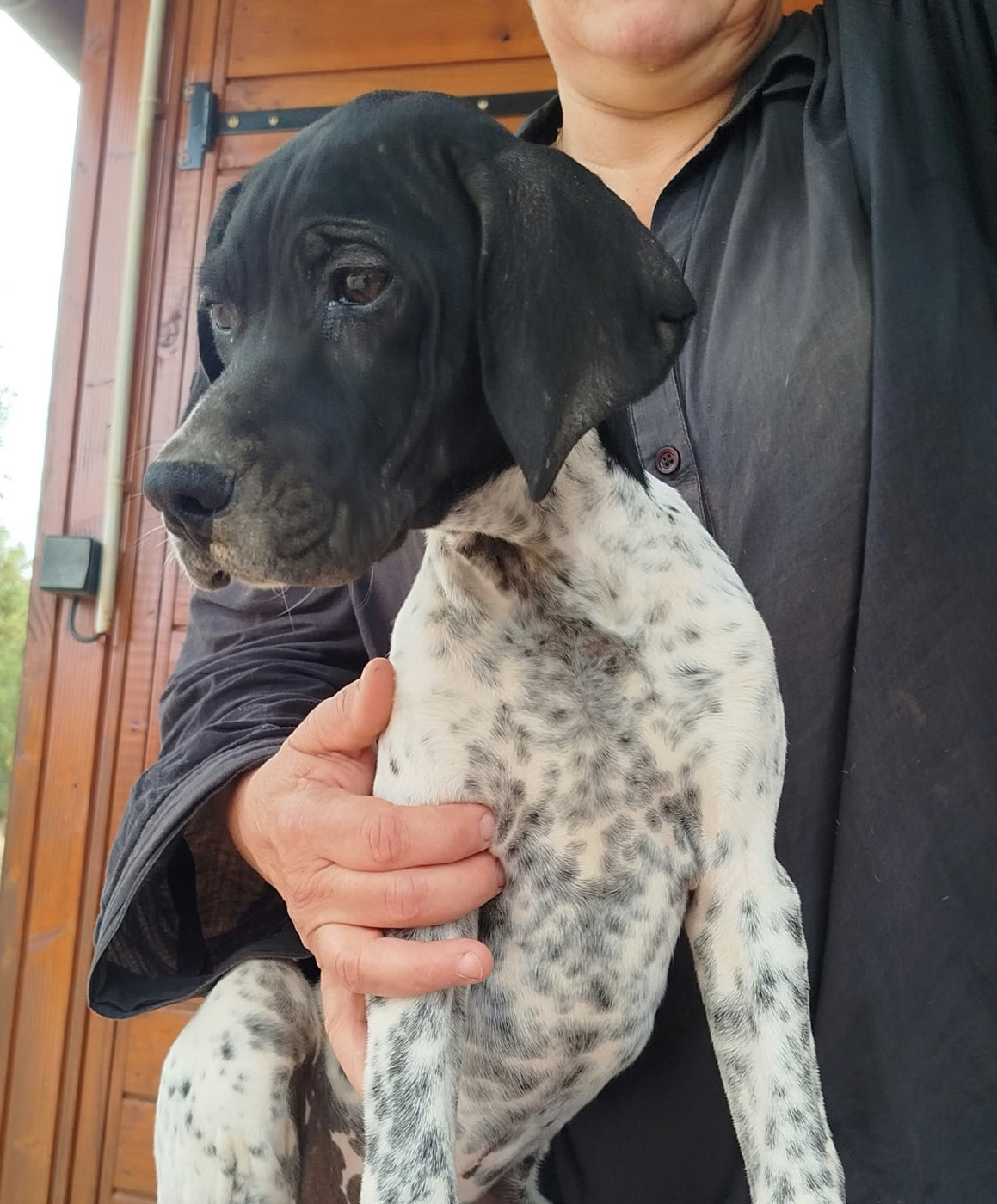 du mas du zouave - Chiots disponibles - Pointer