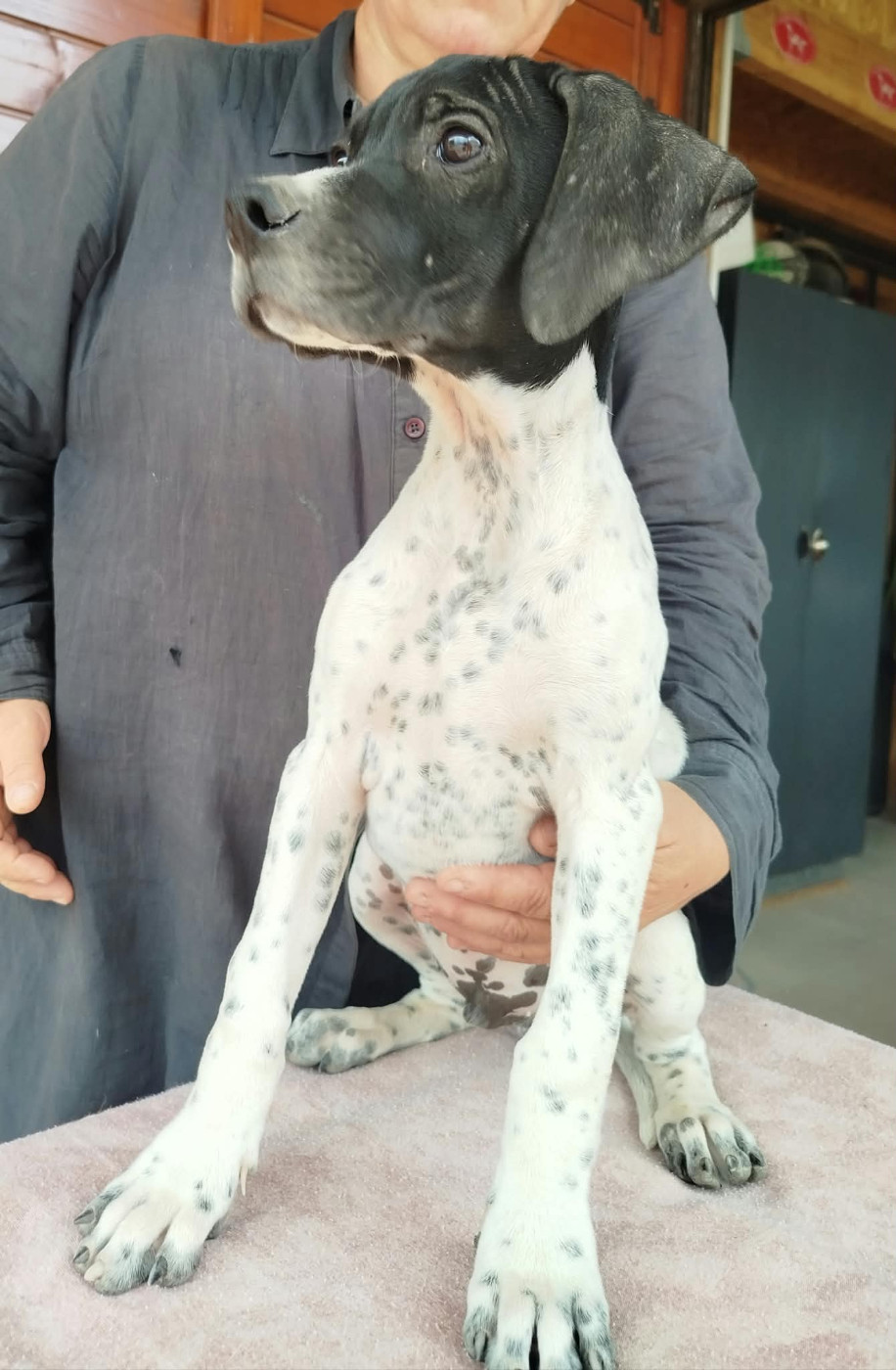 du mas du zouave - Chiots disponibles - Pointer