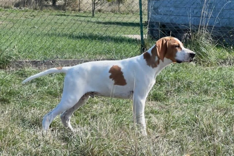 du mas du zouave - Pointer - Portée née le 29/05/2025