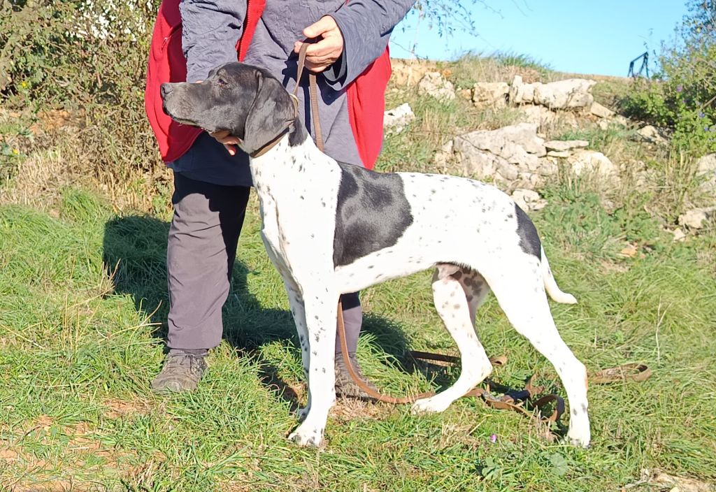du mas du zouave - Chiots disponibles - Pointer