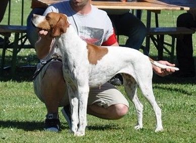 Chiot Pointer du mas du zouave