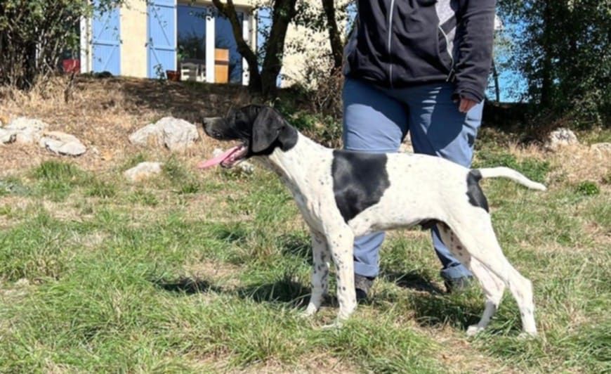 du mas du zouave - Chiots disponibles - Pointer