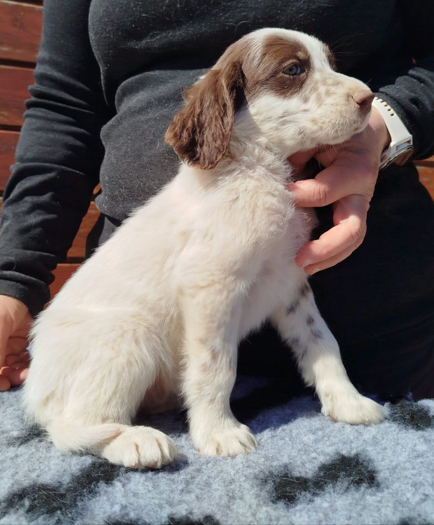 du mas du zouave - Chiots disponibles - Setter Anglais