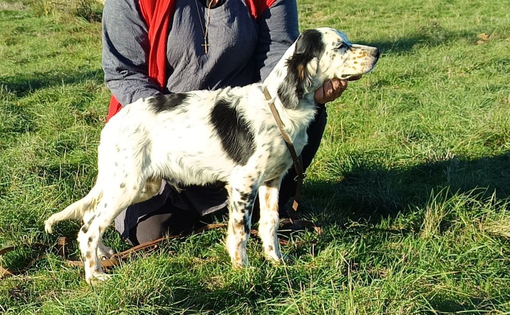 du mas du zouave - Chiots disponibles - Setter Anglais