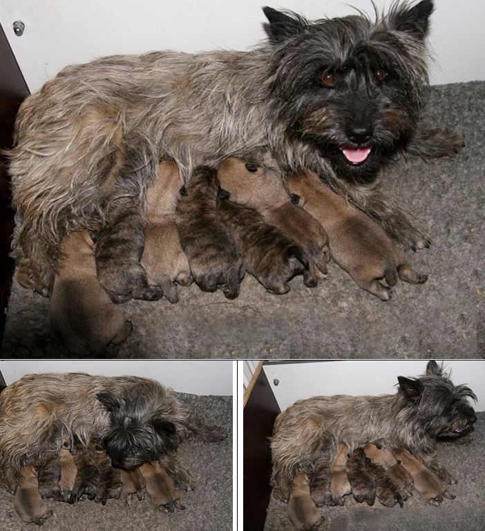 du mas du zouave - Cairn Terrier - Portée née le 28/05/2017