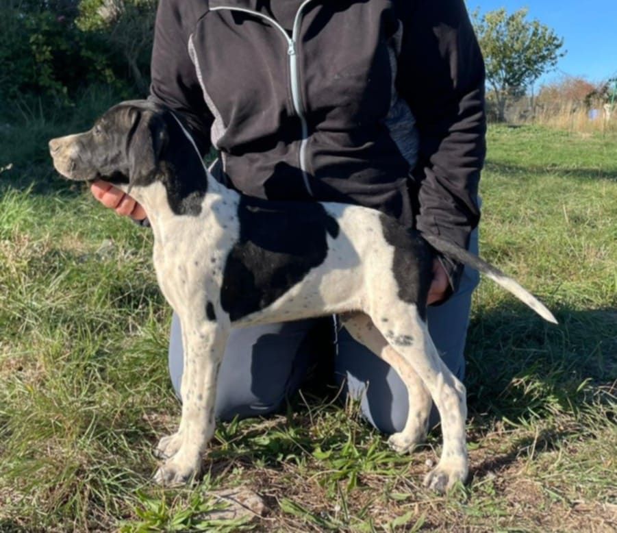 du mas du zouave - Chiots disponibles - Pointer